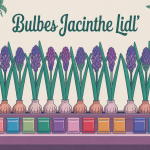 illustration bulbes jacinthe lidl en fleurs et sachets