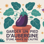 peut-on garder un pied d'aubergine d'une année sur l'autre en pot, protégé pour l'hiver