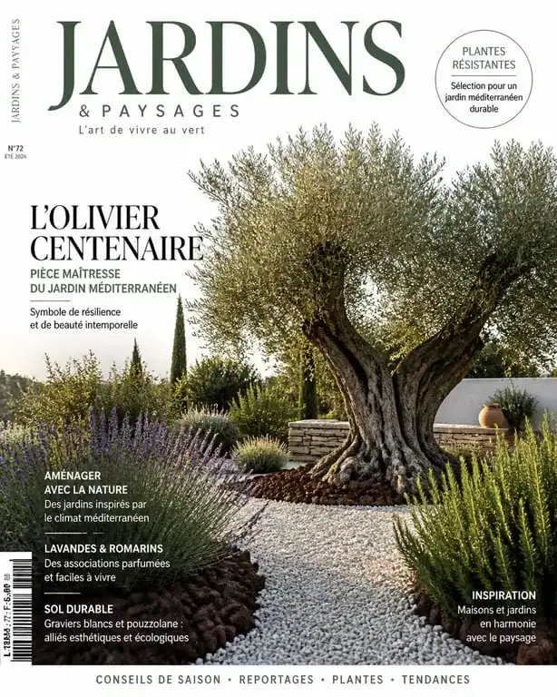 Aménagement paysager d'un olivier dans un jardin avec paillage minéral et plantes méditerranéennes