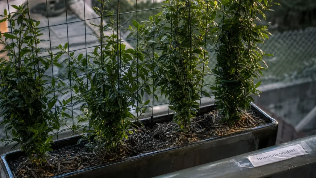 Brise vue plante : écran végétal dense contre treillis