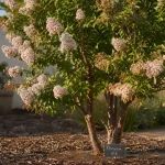 Lila des indes floraison : panicules blanc-rose dans une cour
