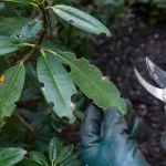 Maladie des rhododendrons : feuilles rongées et jaunies