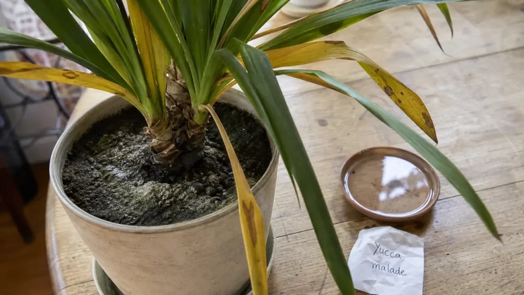 photo de yucca malade : feuilles jaunes et taches noires