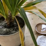 photo de yucca malade : feuilles jaunes et taches noires