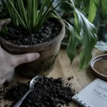 Spathiphyllum trop arrosé : feuilles molles, terre humide et eau stagnante